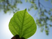 Ekonomi Hijau dan Lingkungan Hidup Inklusif