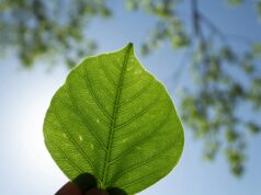 Ekonomi Hijau dan Lingkungan Hidup Inklusif